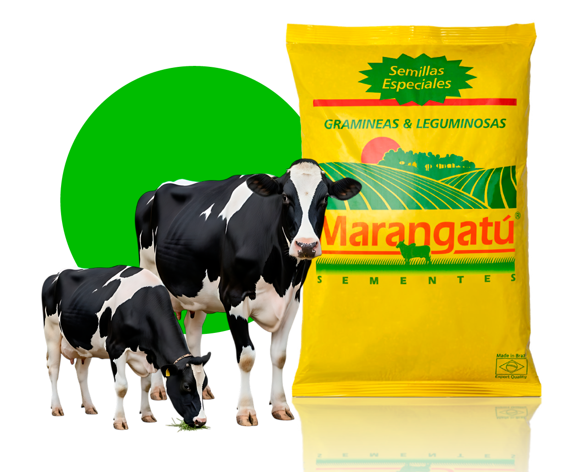 Marangatu